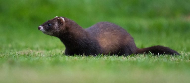 Fret of andere marterachtige? - Frettenasiel